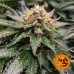 Amnesia Lemon - Barney's Farm